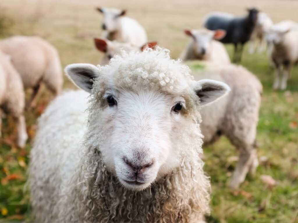 laine de moutons